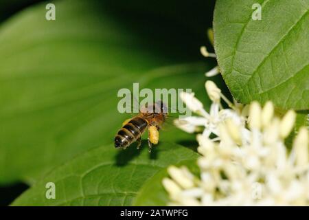 Abeille, Apis mellifera, adulte en vol, battant à fleur avec corbeilles à pollen, Normandie Banque D'Images