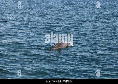 groupe de dauphins naissant dans la mer Banque D'Images