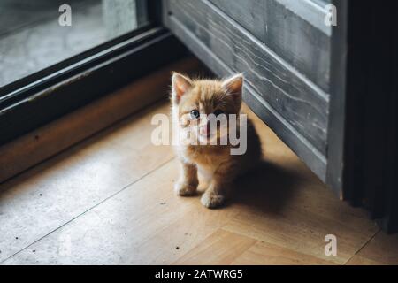 Petit chaton bleu orange Banque D'Images