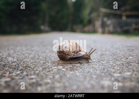 Petit escargot sur la route Banque D'Images