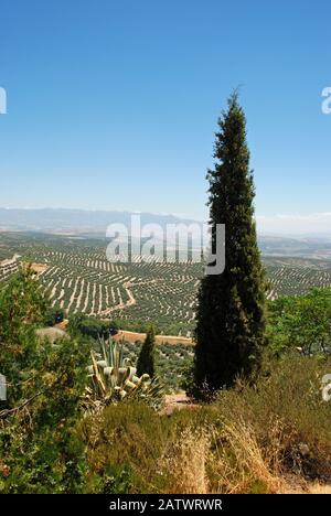 Vue sur les oliveraies et la campagne vue depuis la Plaza Santa Lucia, Ubeda, Andalousie, Espagne. Banque D'Images