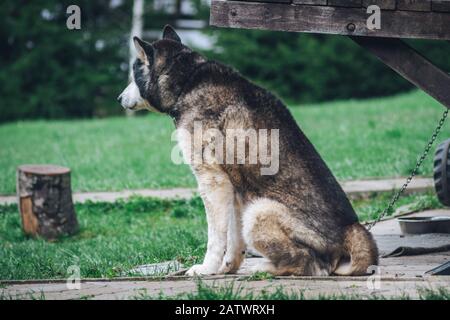 Le chien Husky attend dans la cour Banque D'Images