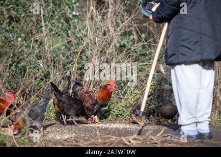 Une femme alimente des poulets près d'un domaine immobilier à Diss, Norfolk, après que les résidents locaux ont fait des cortettes dans les avis d'information publique avertissant contre l'alimentation des poulets qui vivent dans la région. Banque D'Images