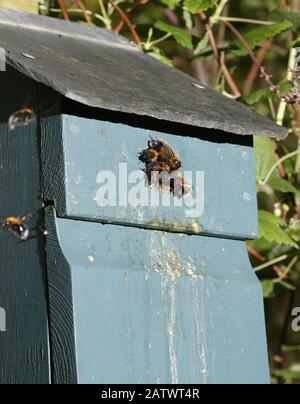 Les abeilles ouvrières planent autour d'une boîte à oiseaux qui a été prise en charge pour la nidification Banque D'Images