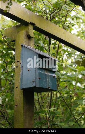 Les abeilles ouvrières planent autour d'une boîte à oiseaux qui a été prise en charge pour la nidification Banque D'Images