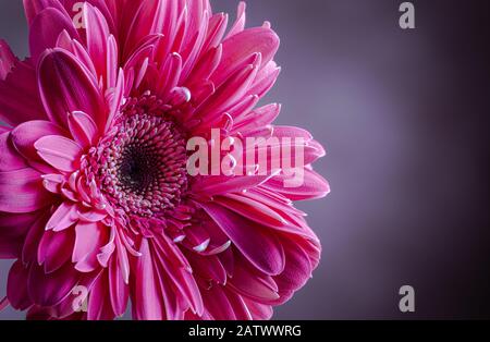 Gros plan d'une fleur de gerbera rose sur fond sombre Banque D'Images