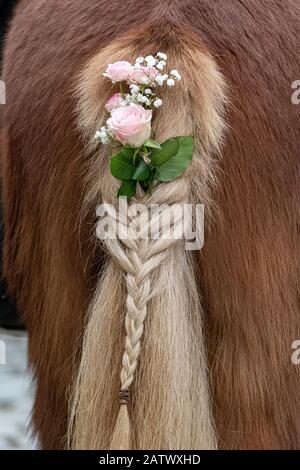 Berching, Allemagne. 05 février 2020. La queue tressée d'un cheval sur le marché du cheval Berching est décorée de roses. Le Berchinger Rossmarkt est considéré comme le plus grand festival folklorique d'hiver de l'État libre. Crédit: Armin Weigel/Dpa/Alay Live News Banque D'Images