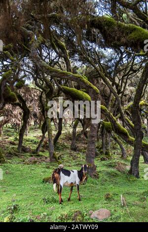 ethiopie bale montagnes nationalpark Banque D'Images