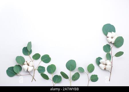 Cadre d'eucalyptus en branches de fleurs de coton et d'eucalyptus sur fond blanc. Plat, vue de dessus. Espace de copie Banque D'Images