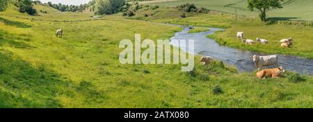Vaches de pâturage dans un beau paysage pastoral par une petite rivière, Osterlen, Skane, Suède. Scandinavie. Banque D'Images