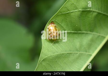 Un sexpunctata (Charidotella sexpunctata) rampant sur une feuille de gloire du matin. Surakarta, Indonésie. Banque D'Images