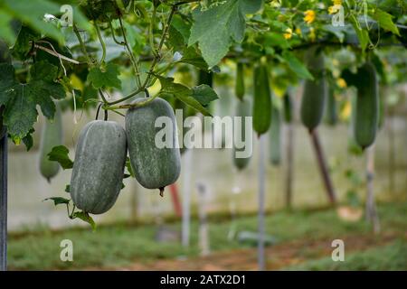 Plante de melon d'hiver suspendue avec fleur jaune et fruits Banque D'Images