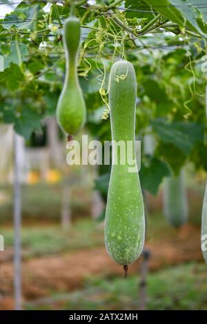 Plante de melon d'hiver suspendue avec fleur jaune et fruits Banque D'Images