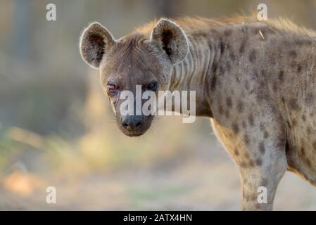 Portrait d'Hyena dans le désert africain Banque D'Images