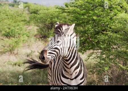 Zebra À Nambiti Big 5 Private Game Reserve, Kwazulu-Natal‎ - Afrique Du Sud Banque D'Images