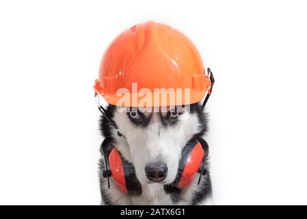 Un travailleur de chien husky drôle dans un casque et un casque de constructeur pour une protection auditive rapprochée. Banque D'Images