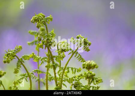 Lady fern nouvelles frondes printanières parmi les bluebells Banque D'Images