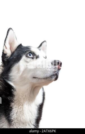 Un joli chien husky attend les aliments ddl sur fond blanc. Le chien attend des friandises pour chien. Banque D'Images