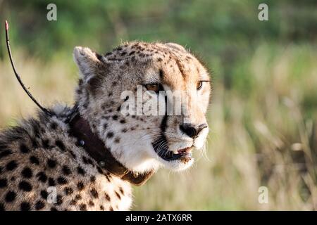 Magnifique cheetah masculin avec col de suivi dans une réserve privée en Afrique du Sud Banque D'Images