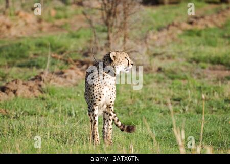 Magnifique cheetah masculin avec col de suivi dans une réserve privée en Afrique du Sud Banque D'Images