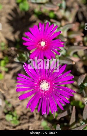 Vue de dessus de deux fleurs de la Iceplant de Trailing, de la Iceplant de Hardy ou du tapis rose - Delosperma cooperii. Banque D'Images
