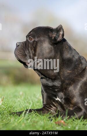 Canne Corso, une race de chien d'Italie, Adulte pondre sur herbe Banque D'Images