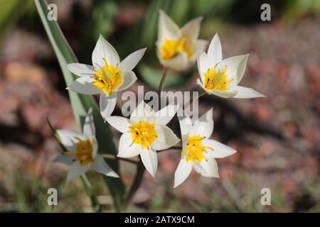 Tulipa turkestanica pollinisée par une abeille au printemps Banque D'Images