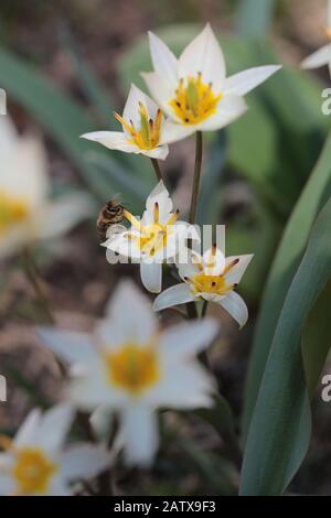 Tulipa turkestanica pollinisée par une abeille au printemps Banque D'Images