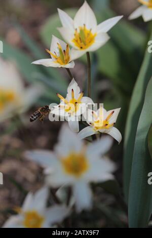 Tulipa turkestanica pollinisée par une abeille au printemps Banque D'Images