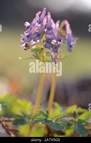 Symphytum officinale après la pluie un jour nuageux Banque D'Images