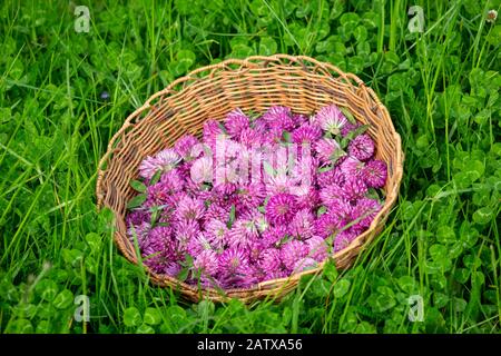 Têtes de fleurs récoltées de Clover rouge - Trifolium pratense dans un panier de ruée Banque D'Images
