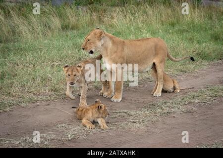 Lioness se tient avec trois coudées sur la piste Banque D'Images