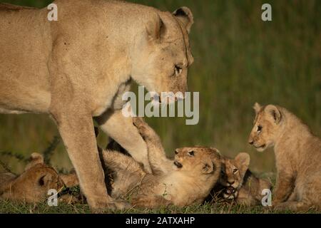 Lioness s'élève sur quatre bavoirs ludiques Banque D'Images