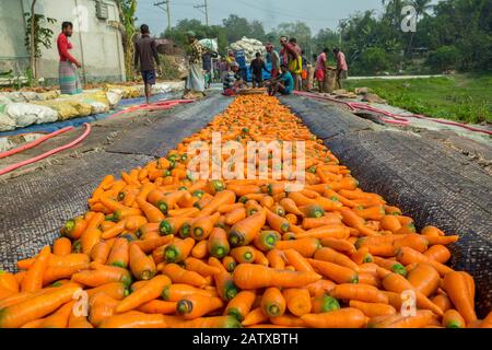 Bangladesh – 24 janvier 2020 : les agriculteurs utilisent leurs jambes fortes pour nettoyer les carottes fraîches après la récolte à Savar, Dhaka, Bangladesh. Banque D'Images