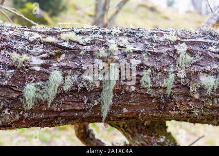 Moss et lichen sur un journal Banque D'Images