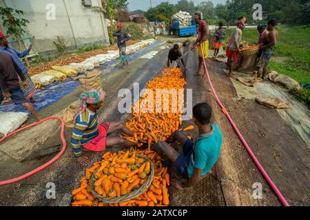 Bangladesh – 24 janvier 2020 : les agriculteurs utilisent leurs jambes fortes pour nettoyer les carottes fraîches après la récolte à Savar, Dhaka, Bangladesh. Banque D'Images