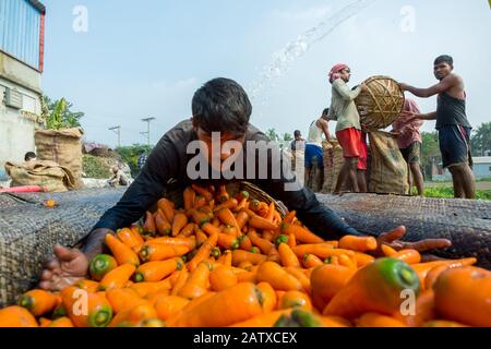 Bangladesh – 24 janvier 2020 : les agriculteurs mettent beaucoup de carottes propres dans des paniers en bambou à Savar, Dhaka, Bangladesh. Banque D'Images