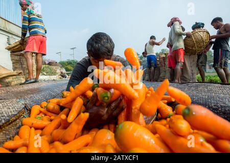 Bangladesh – 24 janvier 2020 : les agriculteurs mettent beaucoup de carottes propres dans des paniers en bambou à Savar, Dhaka, Bangladesh. Banque D'Images