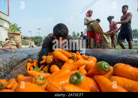 Bangladesh – 24 janvier 2020 : les agriculteurs mettent beaucoup de carottes propres dans des paniers en bambou à Savar, Dhaka, Bangladesh. Banque D'Images