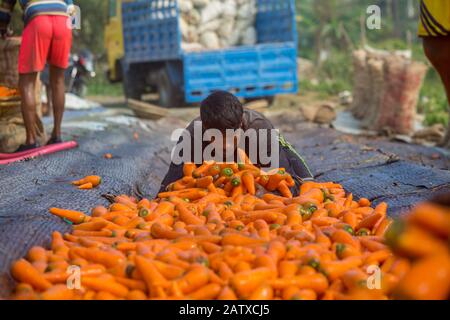 Bangladesh – 24 janvier 2020 : les agriculteurs mettent beaucoup de carottes propres dans des paniers en bambou à Savar, Dhaka, Bangladesh. Banque D'Images