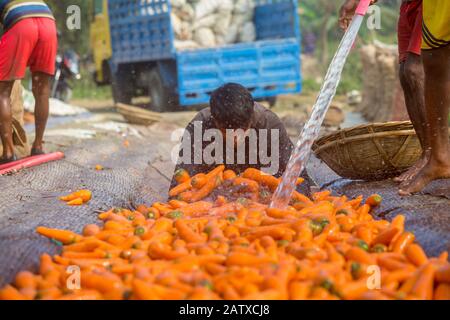 Bangladesh – 24 janvier 2020 : les agriculteurs mettent beaucoup de carottes propres dans des paniers en bambou à Savar, Dhaka, Bangladesh. Banque D'Images