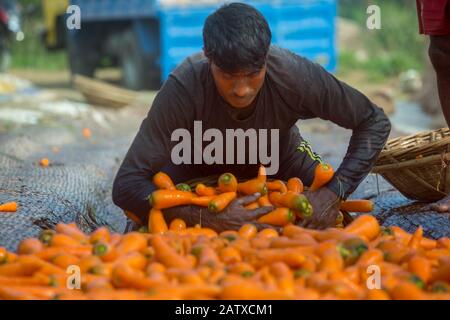 Bangladesh – 24 janvier 2020 : les agriculteurs mettent beaucoup de carottes propres dans des paniers en bambou à Savar, Dhaka, Bangladesh. Banque D'Images