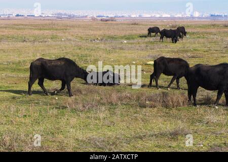 Buffles d'eau dans l'estuaire de la rivière Axios, lagons et landes Banque D'Images