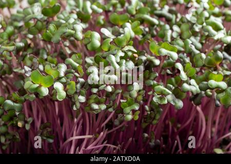 Microgreens de chou rouge fraîchement cultivés Banque D'Images