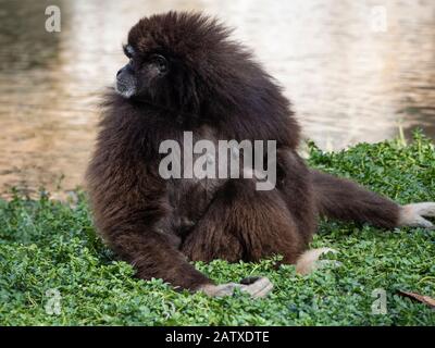 gibbon de blanc à mains marron assis Banque D'Images