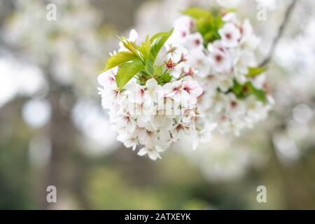 Gros plan de grappes de fleurs de cerisier sauvage Prunus Avium fleuries dans les jardins botaniques de Sheffield - fleurs printanières à Blossom Banque D'Images