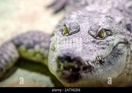 tête de crocodile avec bouche taothy et œil jaune gros plan sur un fond vert Banque D'Images