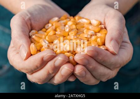 Cultivateur féminin poignée de grains de maïs récoltés dans le champ de maïs, gros plan avec focalisation sélective Banque D'Images