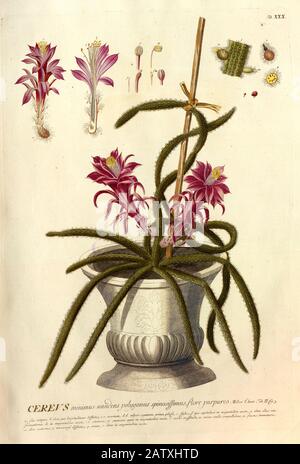 Gravure colorée de Copperplate d'une floraison Cereus Cactus de hortus nitidissimus par Christoph Jakob Trew (Nuremberg 1750-1792) Banque D'Images