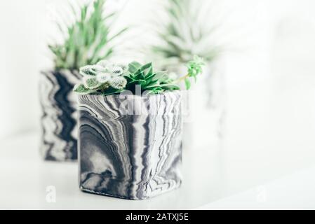 Belles petites plantes succulentes dans les planteuses géométriques marbrées succulentes sur une étagère blanche contre un mur blanc. Décoration maison style de vie Banque D'Images